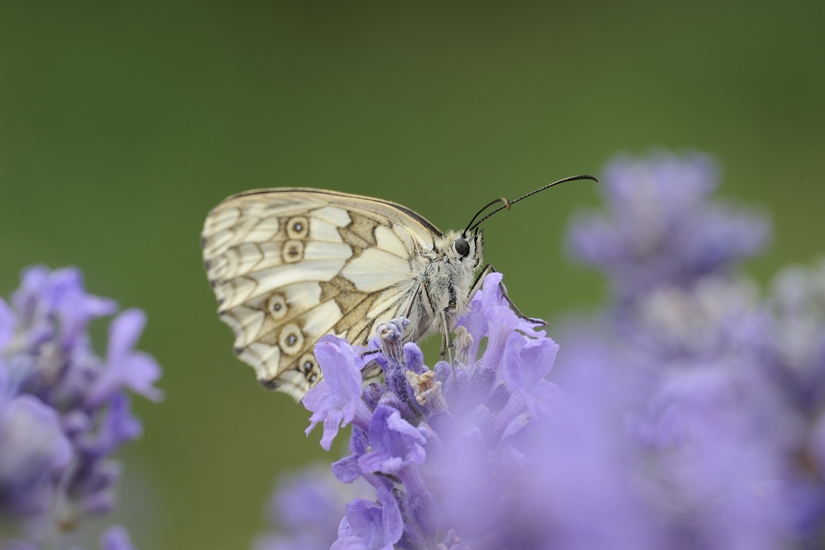 Identificazione farfalla - Melanargia galathea